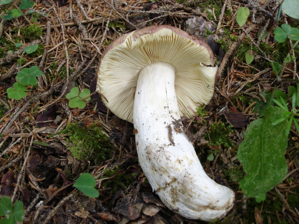 Russula adulterina